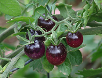 indigo blueberries